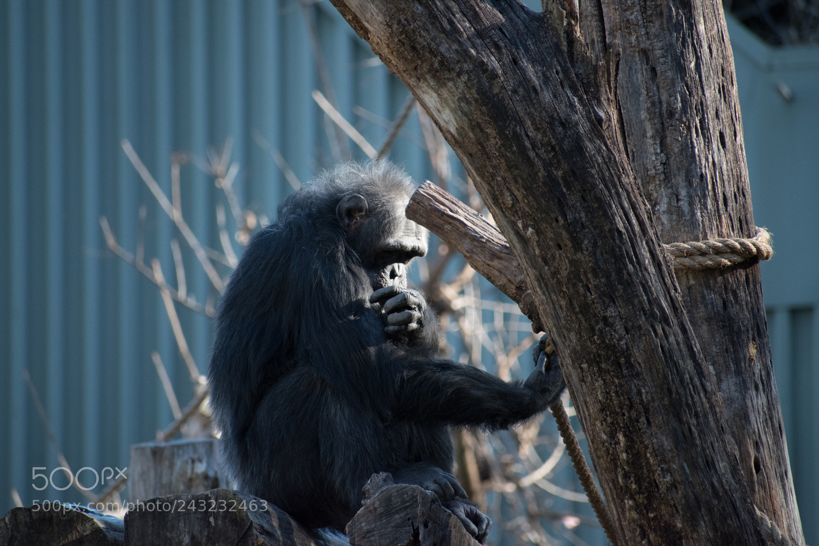 Nikon D5600 sample photo. Dallas zoo visit photography