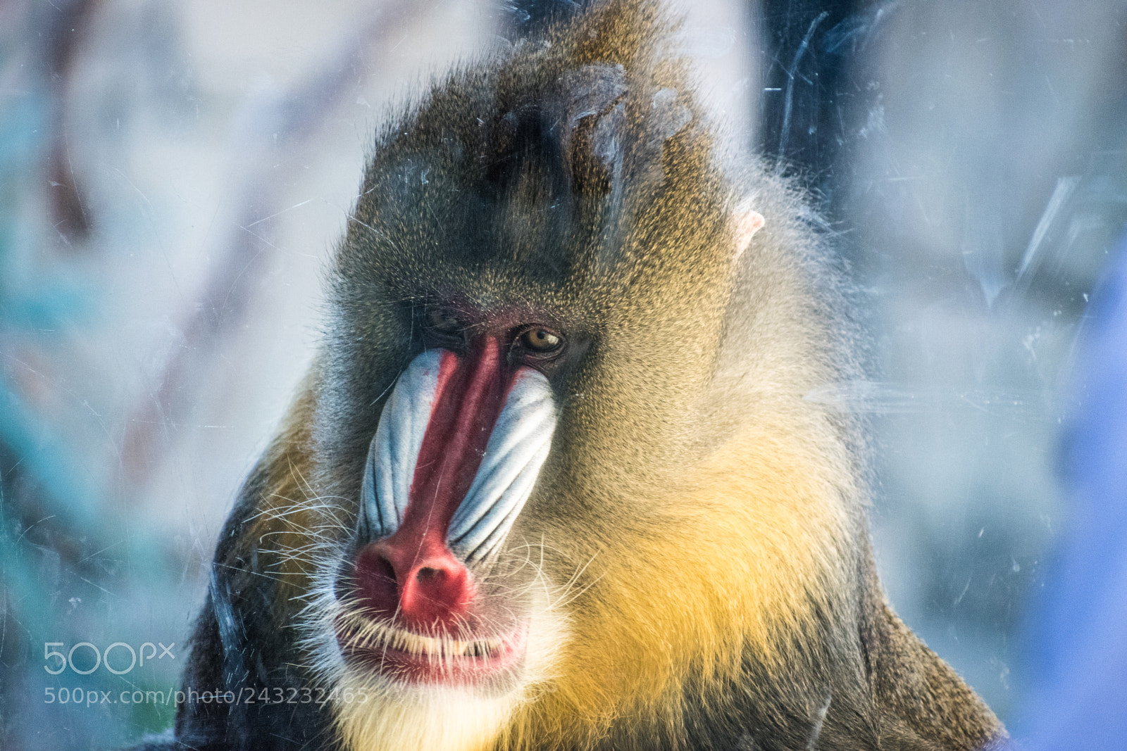 Nikon D5600 sample photo. Dallas zoo visit photography