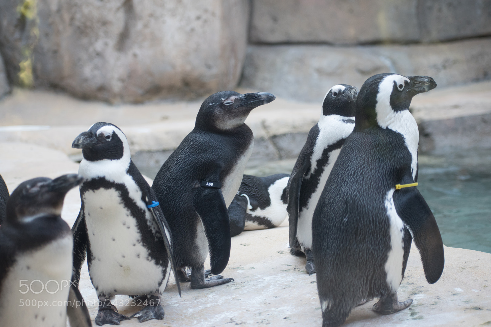 Nikon D5600 sample photo. Dallas zoo visit photography