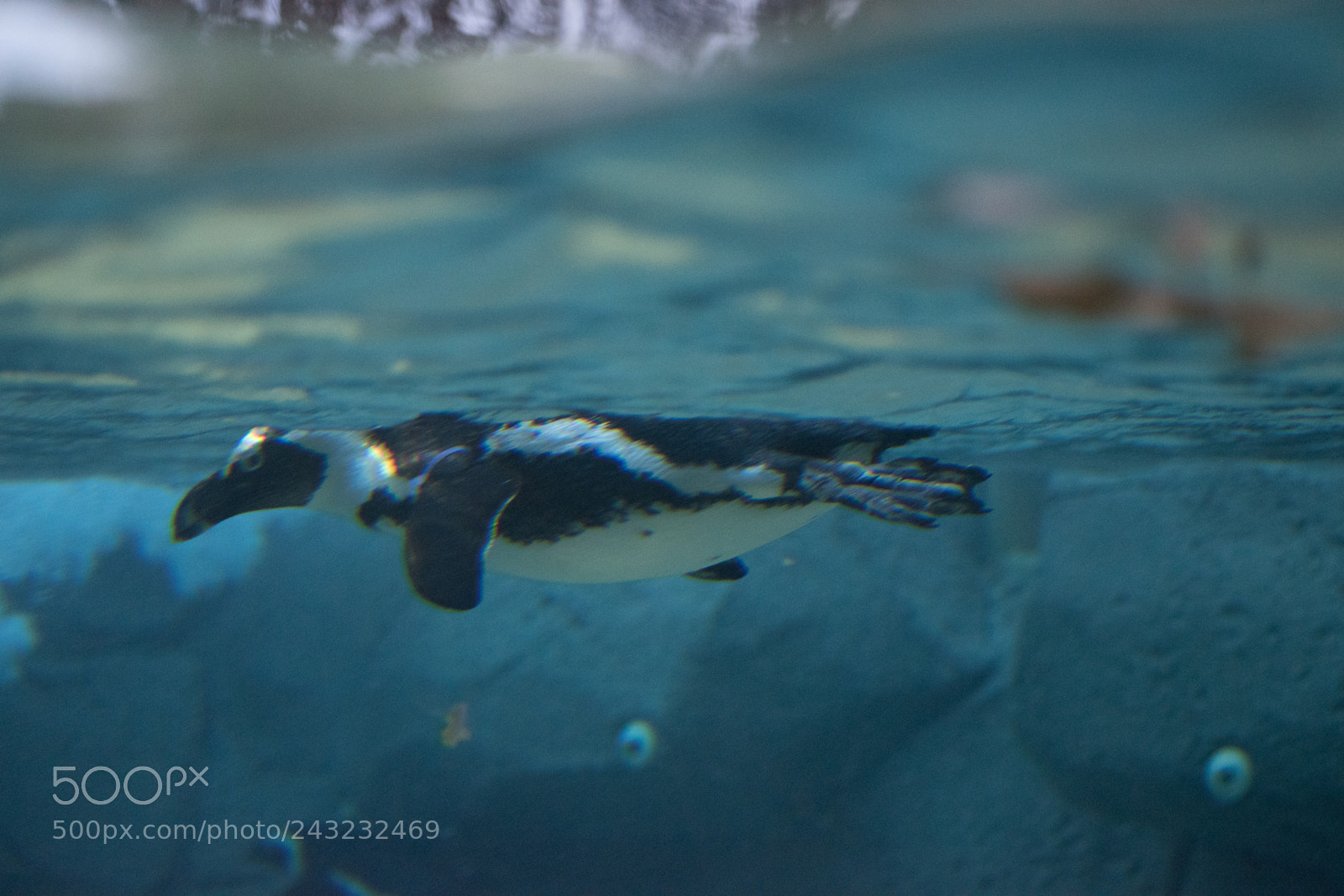 Nikon D5600 sample photo. Dallas zoo visit photography