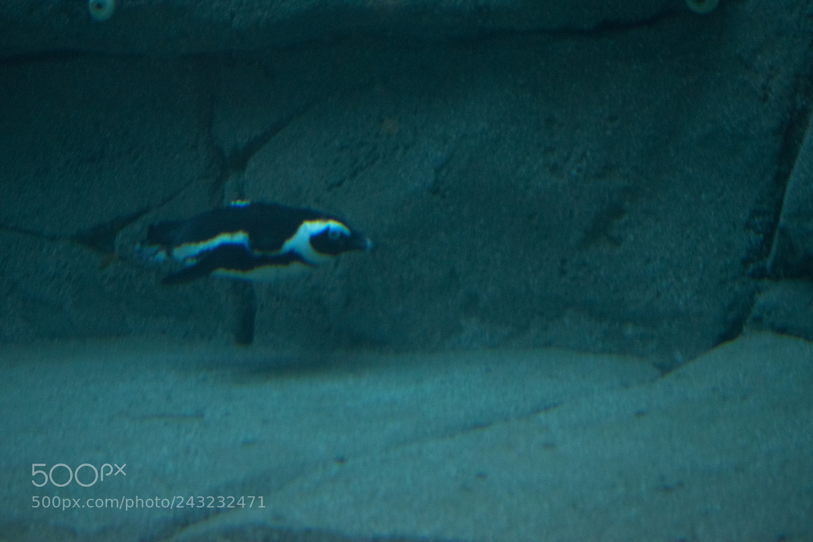 Nikon D5600 sample photo. Dallas zoo visit photography