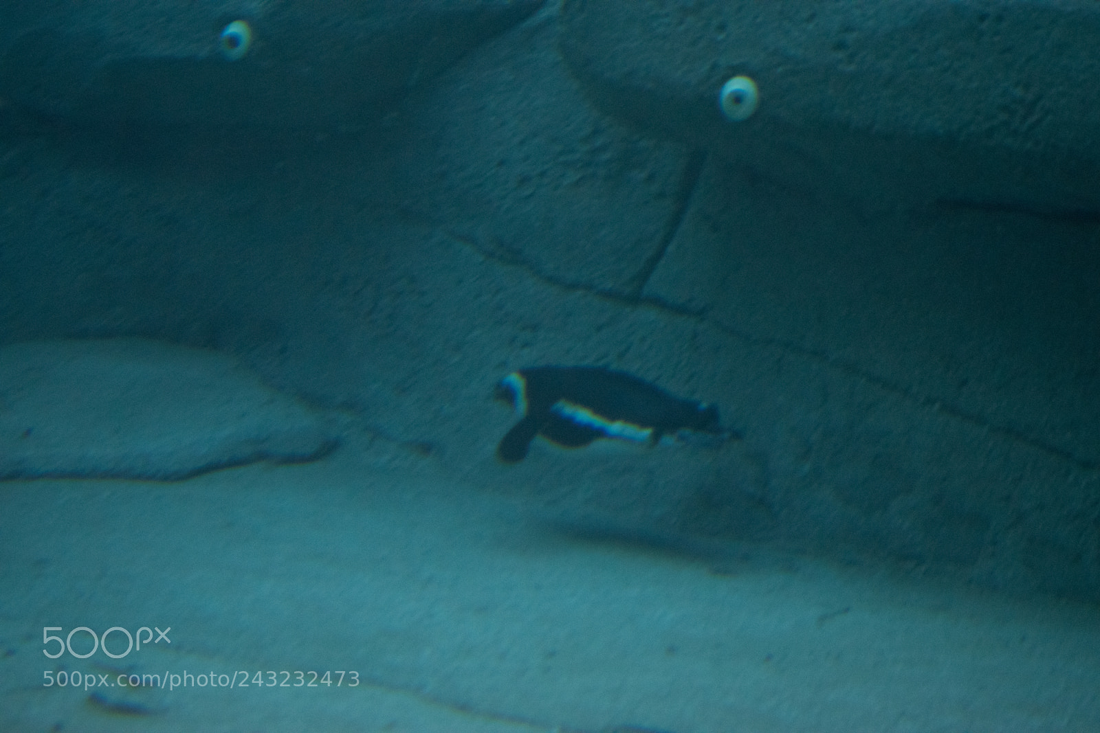 Nikon D5600 sample photo. Dallas zoo visit photography