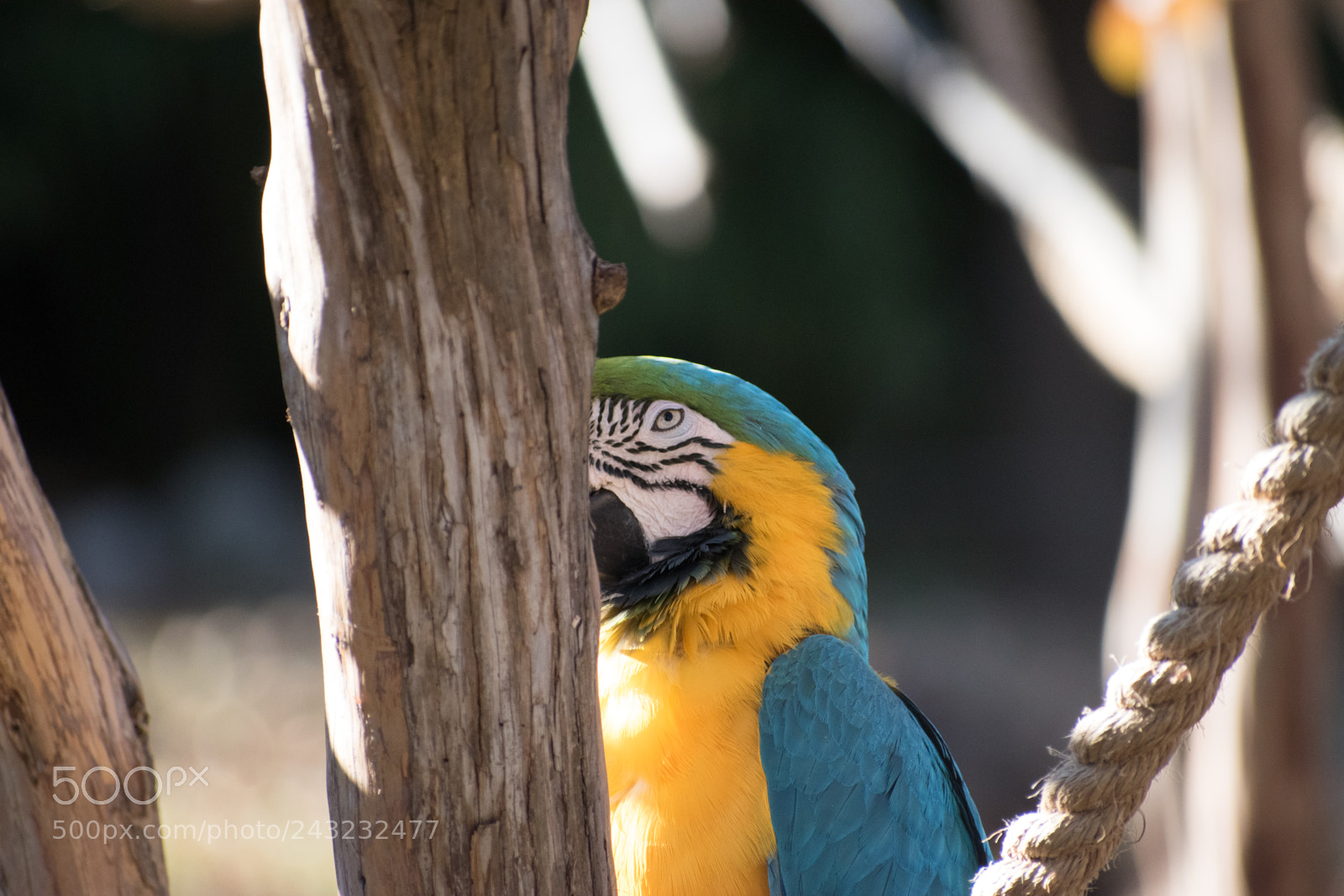 Nikon D5600 sample photo. Dallas zoo visit photography
