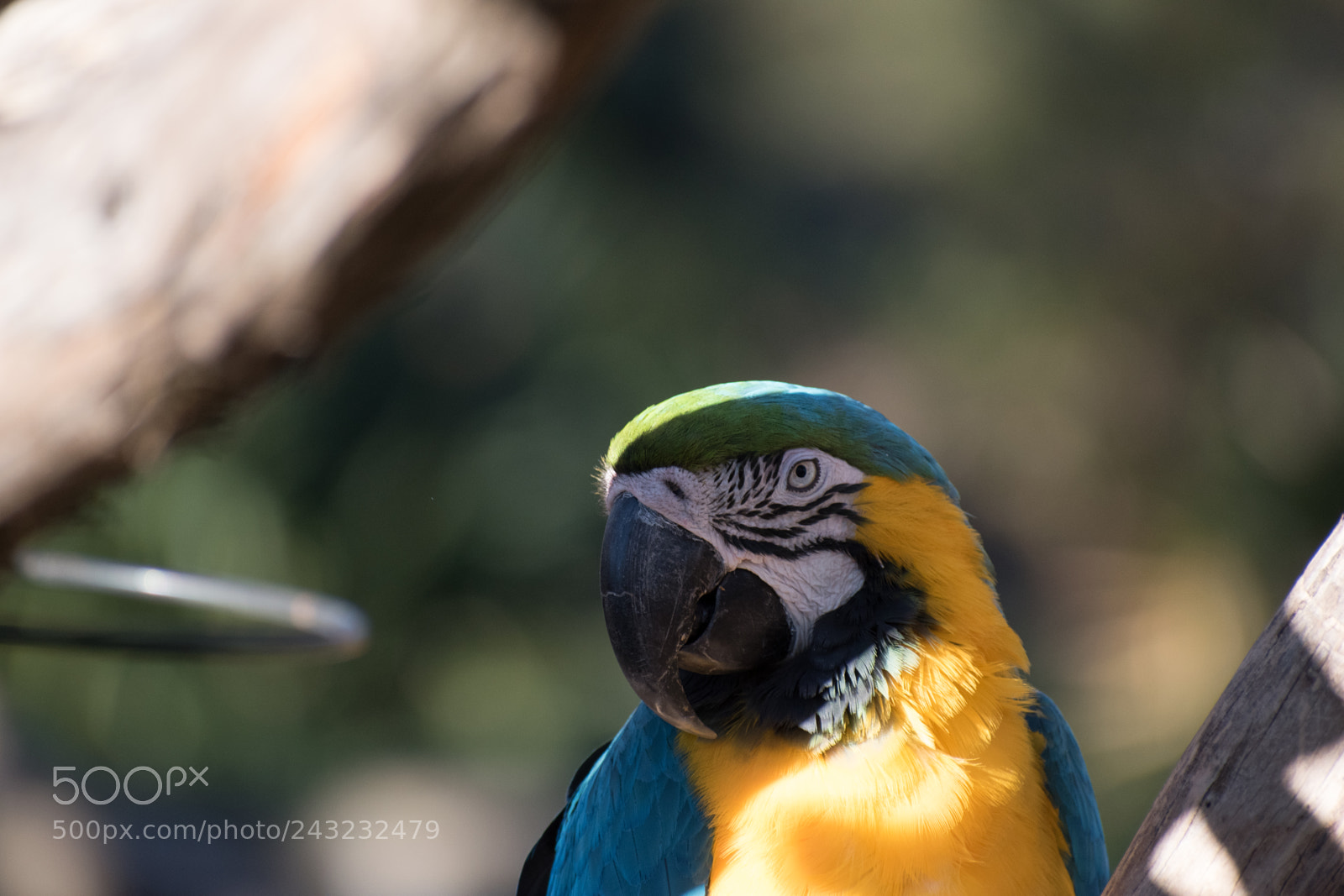 Nikon D5600 sample photo. Dallas zoo visit photography