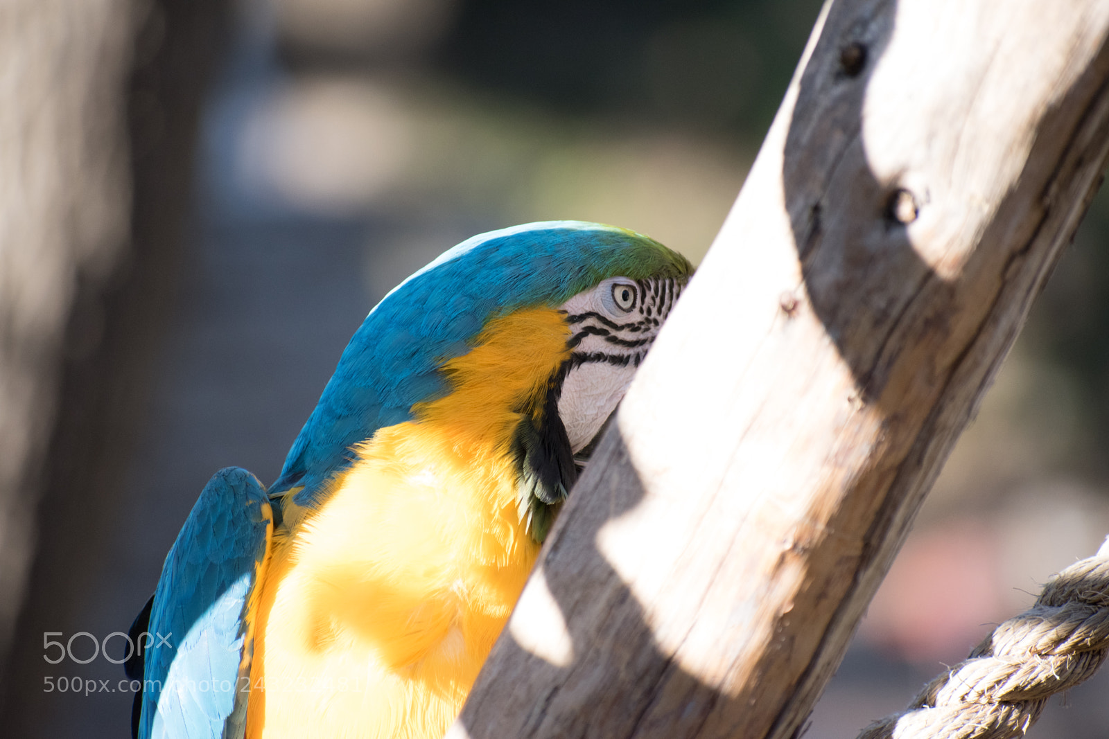 Nikon D5600 sample photo. Dallas zoo visit photography