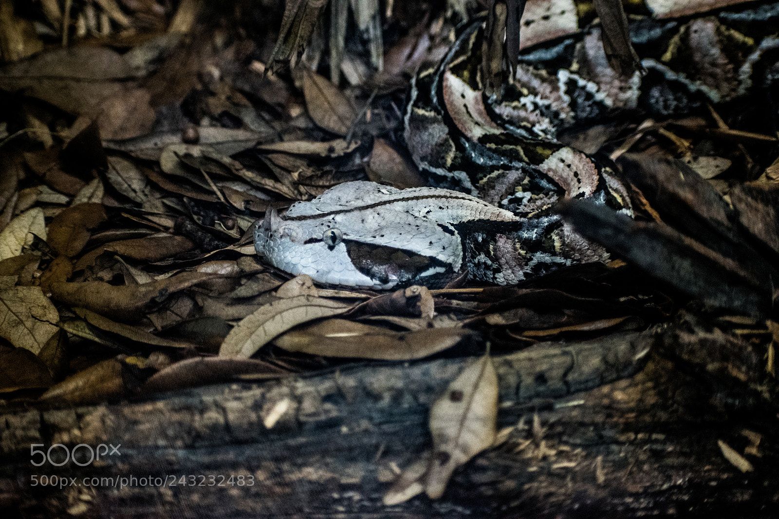Nikon D5600 sample photo. Dallas zoo visit photography