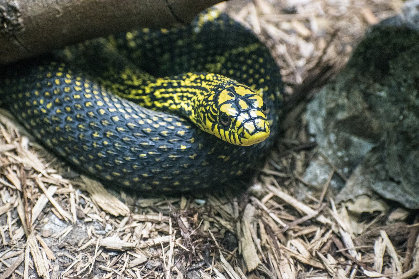 Nikon D5600 sample photo. Dallas zoo visit photography