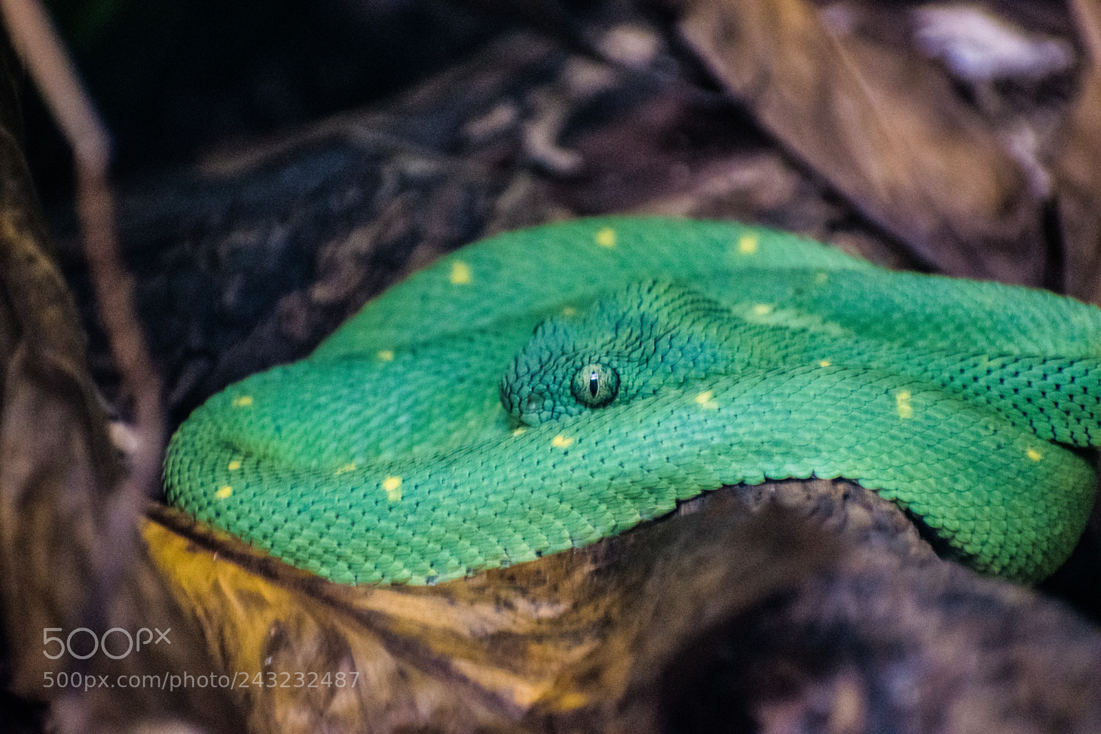 Nikon D5600 sample photo. Dallas zoo visit photography