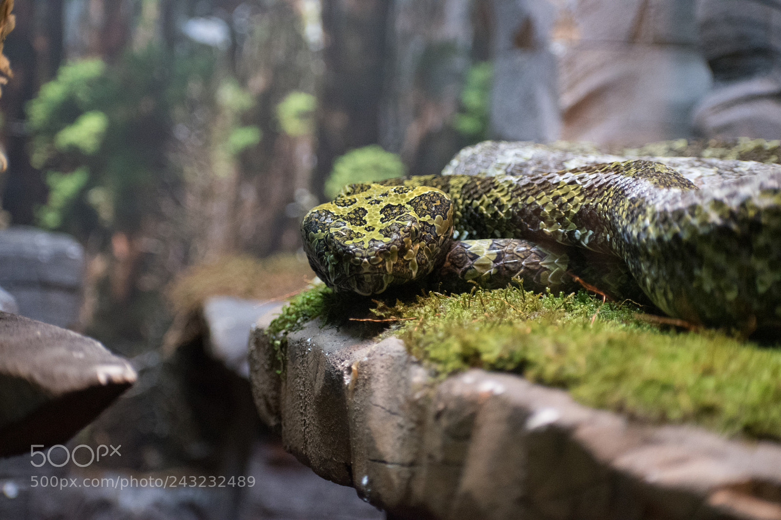 Nikon D5600 sample photo. Dallas zoo visit photography