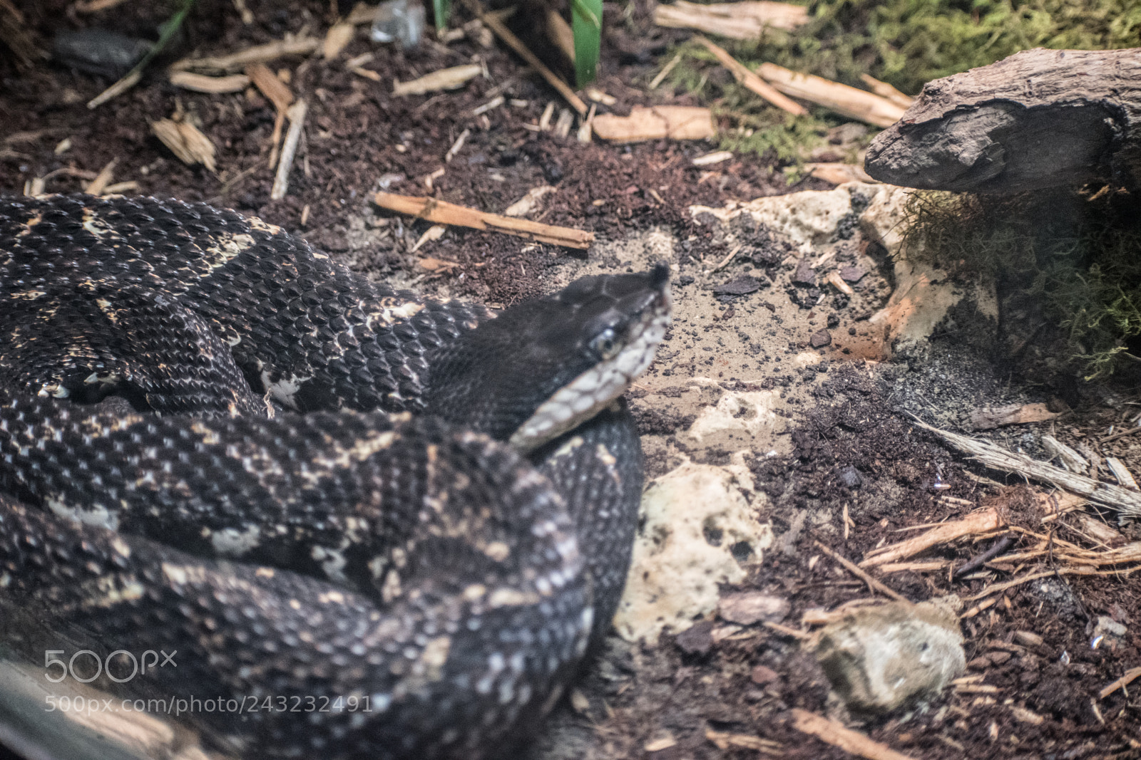 Nikon D5600 sample photo. Dallas zoo visit photography