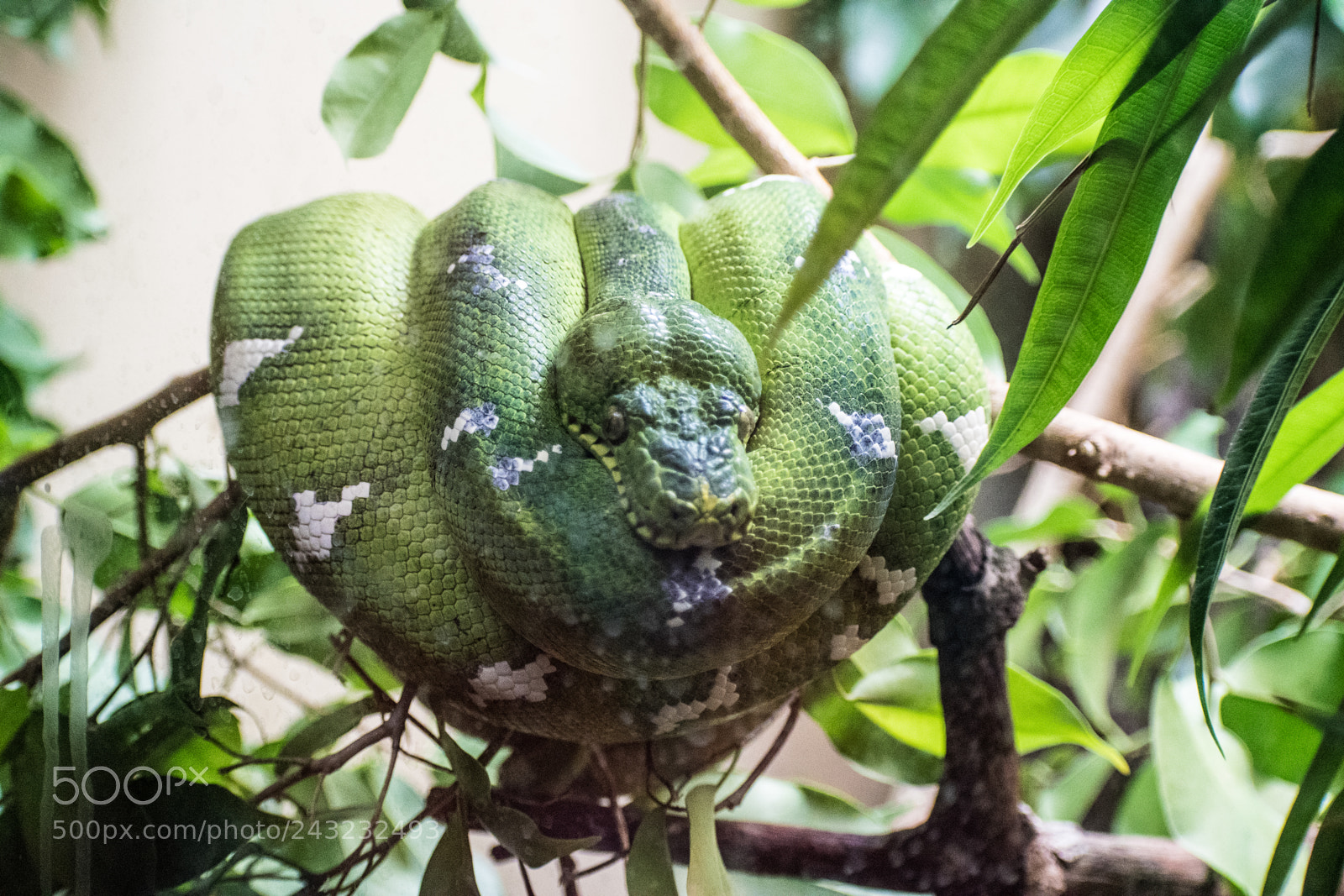 Nikon D5600 sample photo. Dallas zoo visit photography