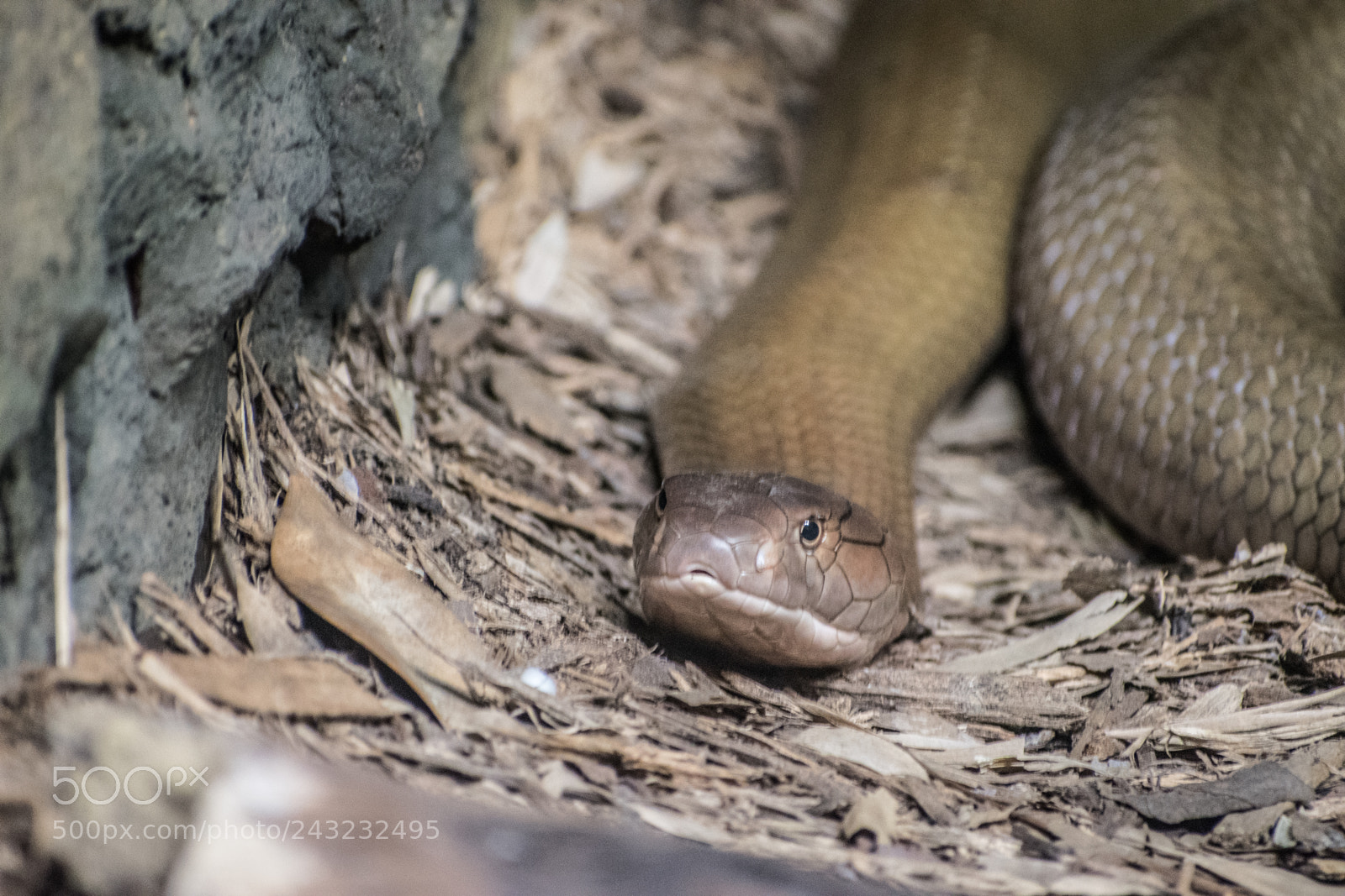 Nikon D5600 sample photo. Dallas zoo visit photography