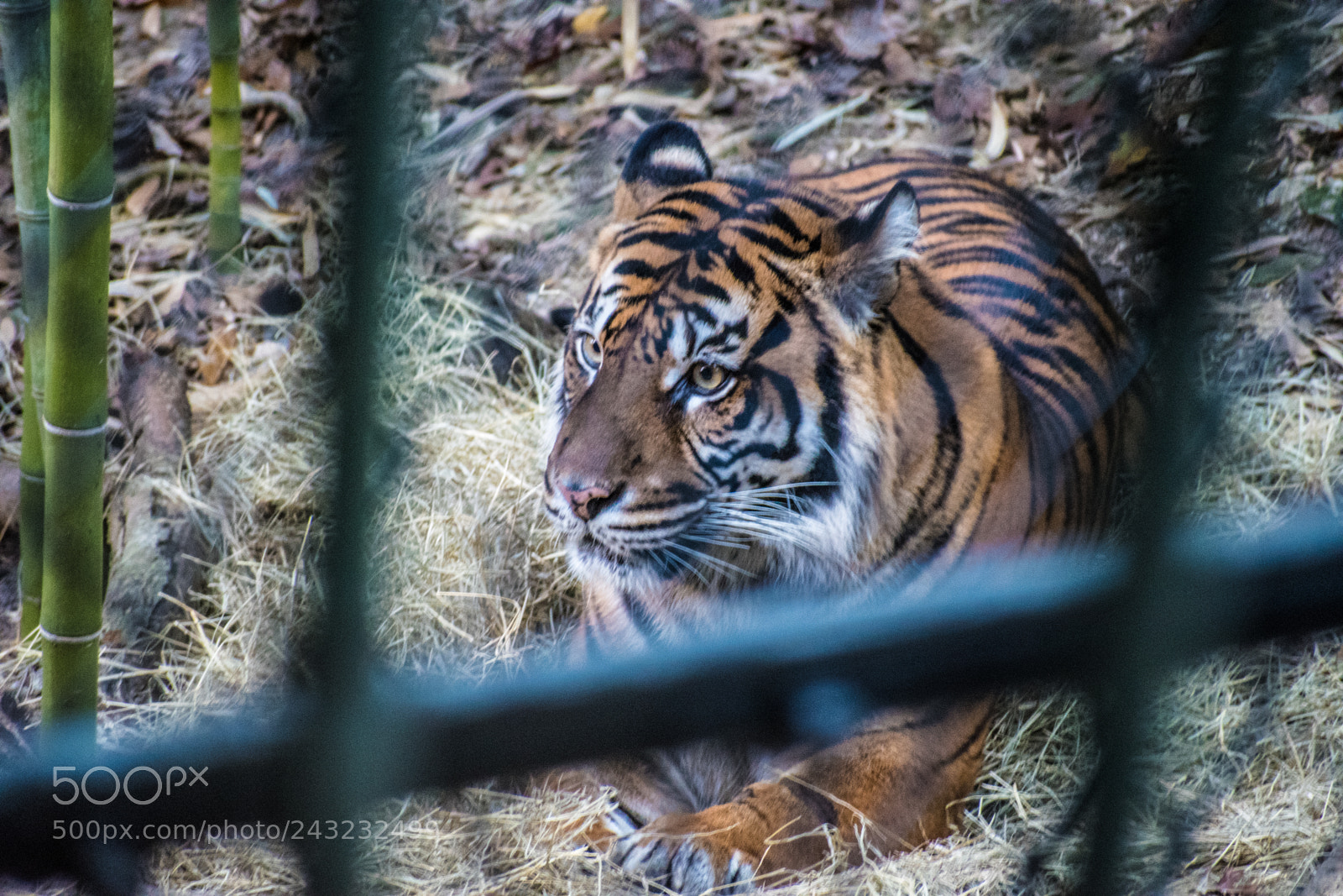 Nikon D5600 sample photo. Dallas zoo visit photography