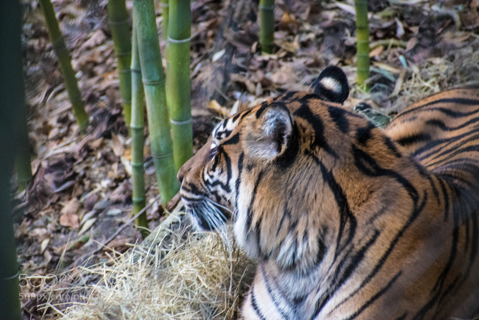 Nikon D5600 sample photo. Dallas zoo visit photography