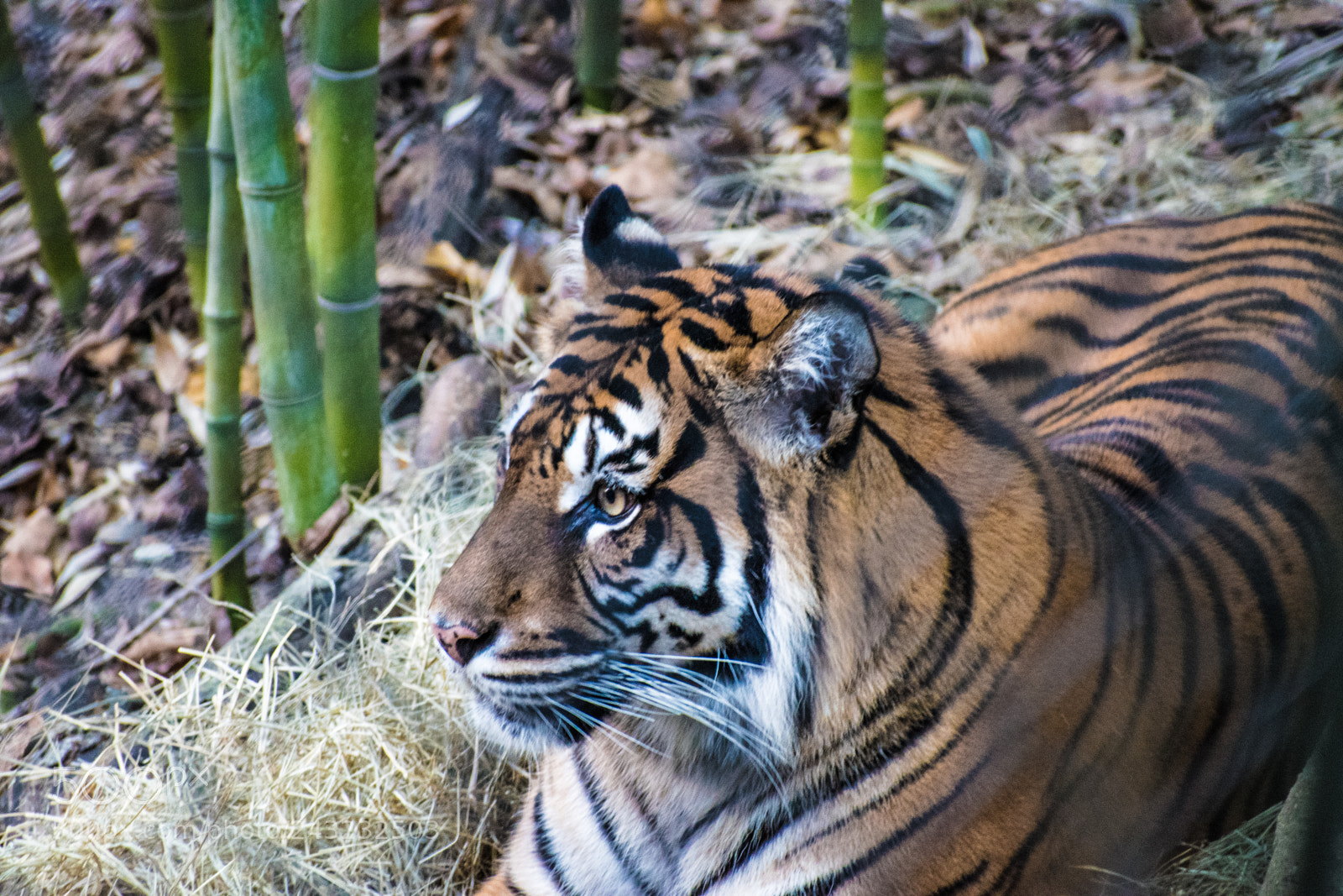 Nikon D5600 sample photo. Dallas zoo visit photography