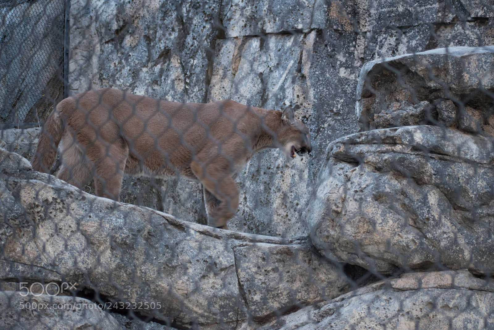 Nikon D5600 sample photo. Dallas zoo visit photography