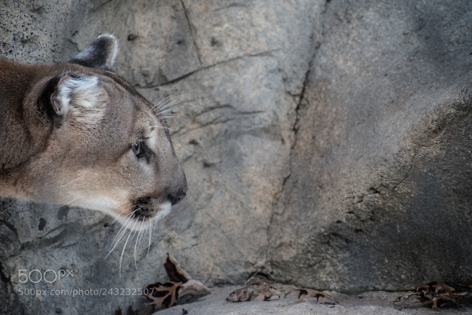 Nikon D5600 sample photo. Dallas zoo visit photography