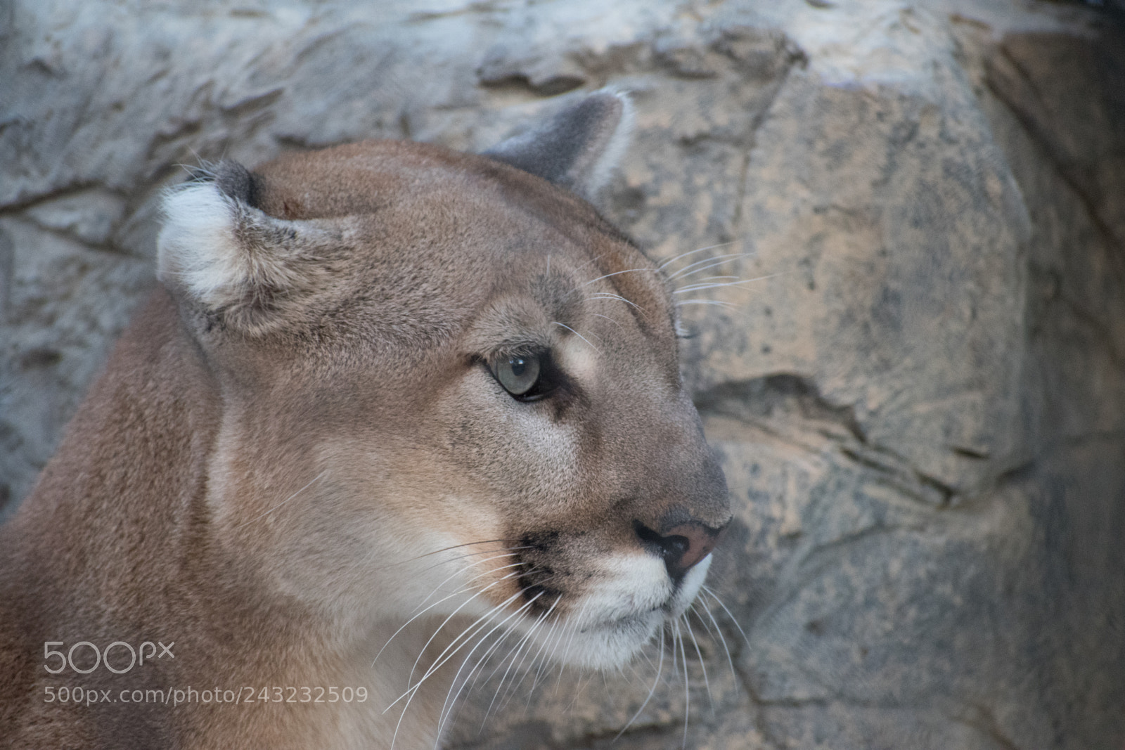 Nikon D5600 sample photo. Dallas zoo visit photography