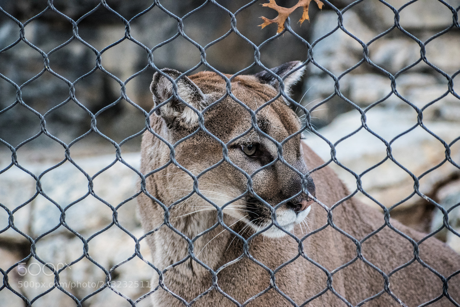 Nikon D5600 sample photo. Dallas zoo visit photography
