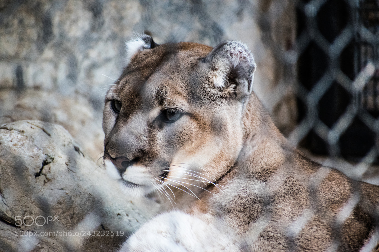 Nikon D5600 sample photo. Dallas zoo visit photography