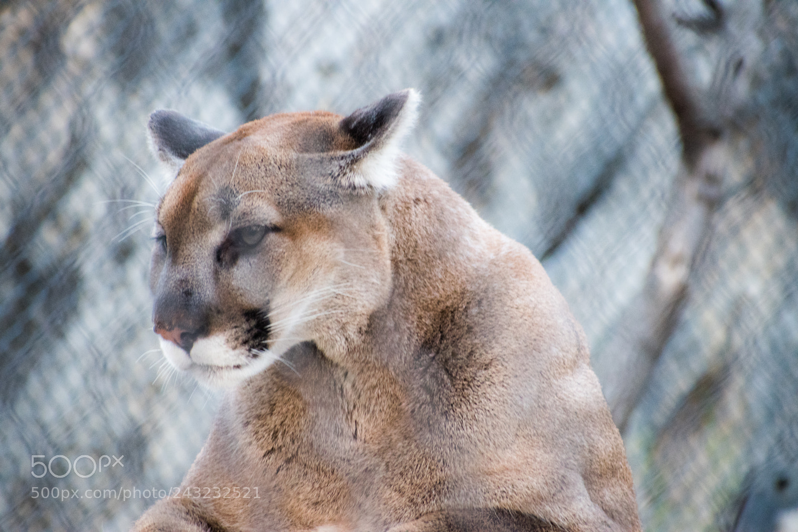 Nikon D5600 sample photo. Dallas zoo visit photography