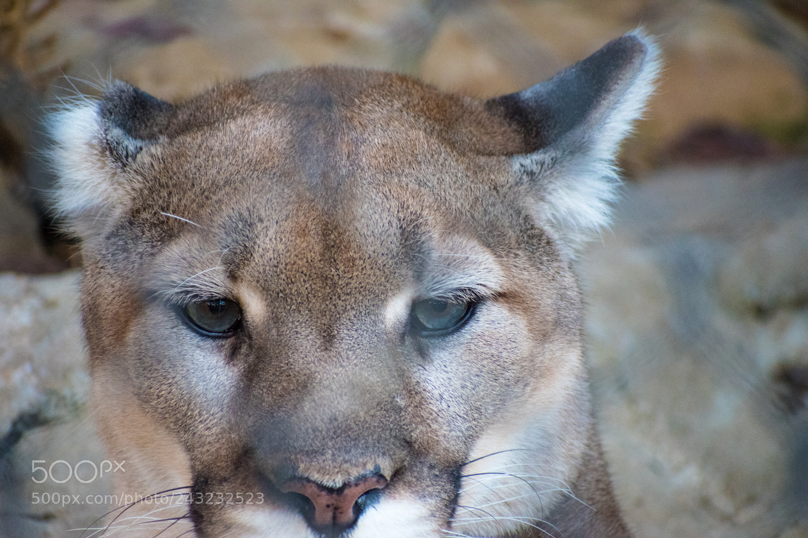 Nikon D5600 sample photo. Dallas zoo visit photography