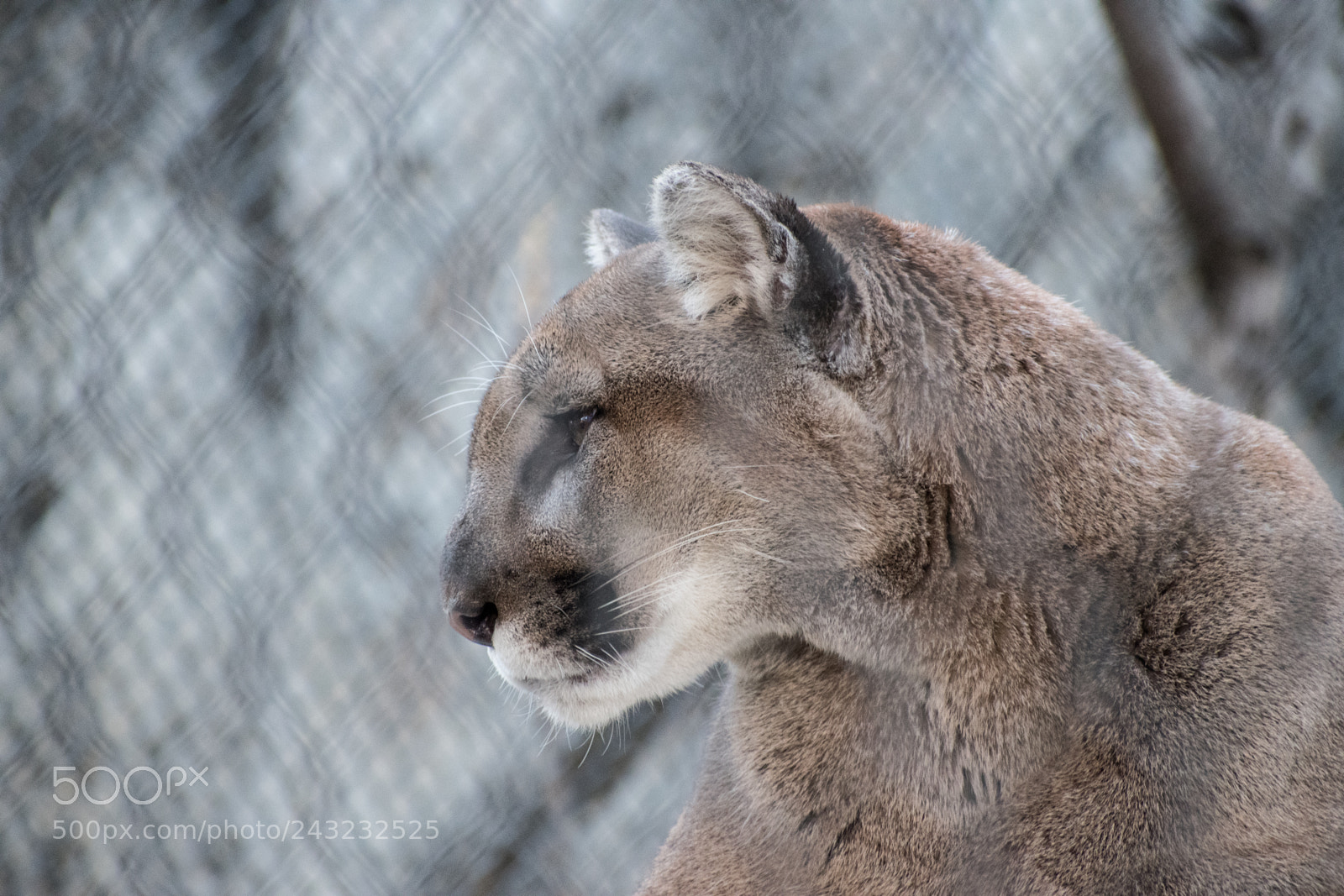 Nikon D5600 sample photo. Dallas zoo visit photography