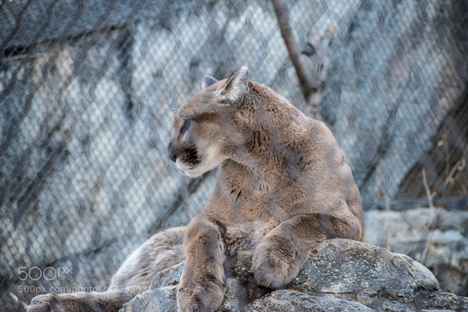 Nikon D5600 sample photo. Dallas zoo visit photography