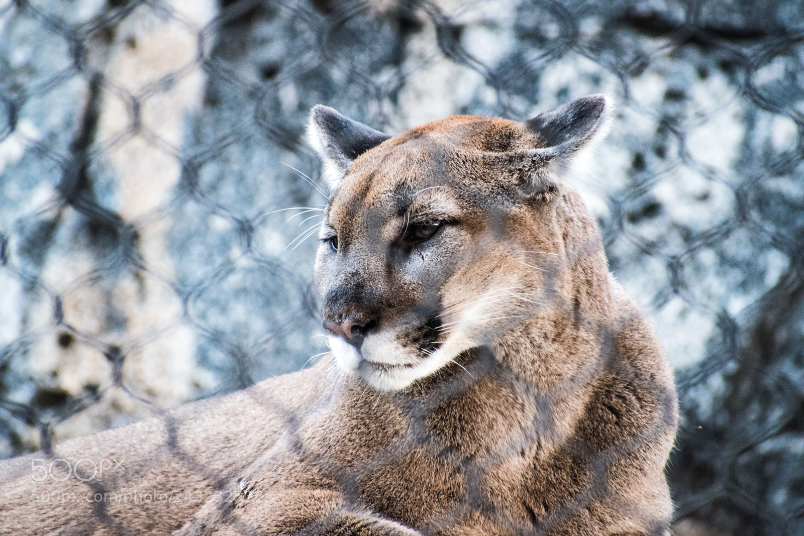Nikon D5600 sample photo. Dallas zoo visit photography