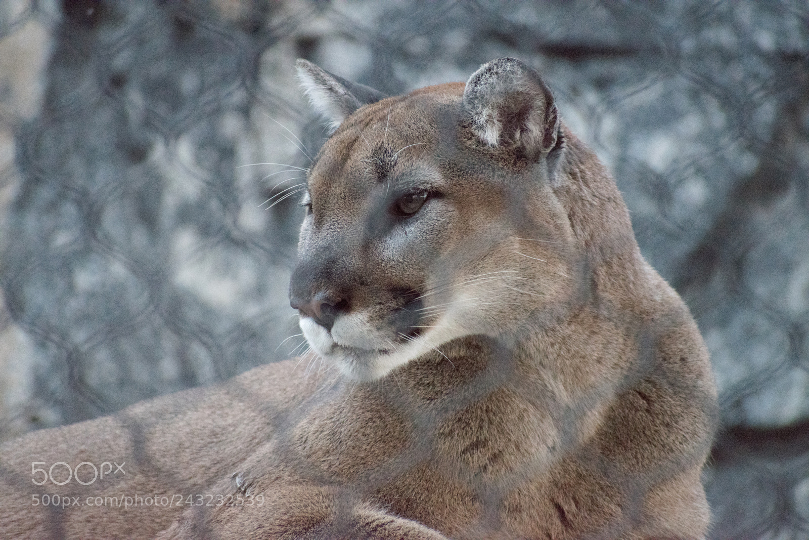 Nikon D5600 sample photo. Dallas zoo visit photography
