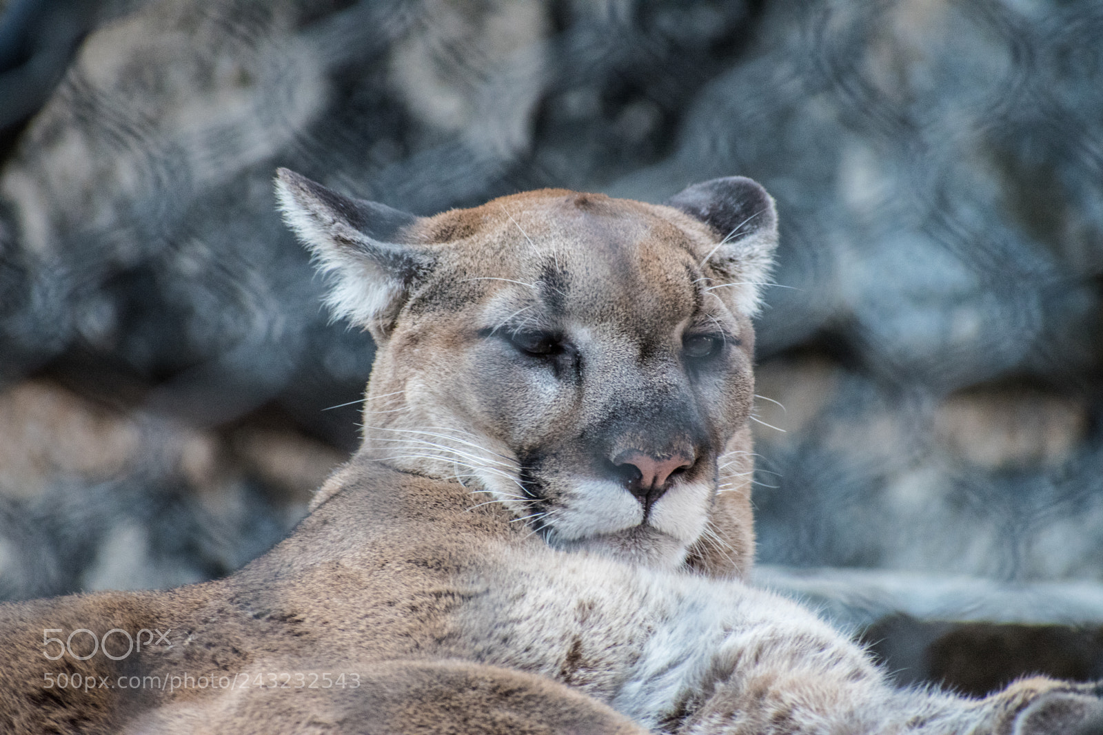 Nikon D5600 sample photo. Dallas zoo visit photography