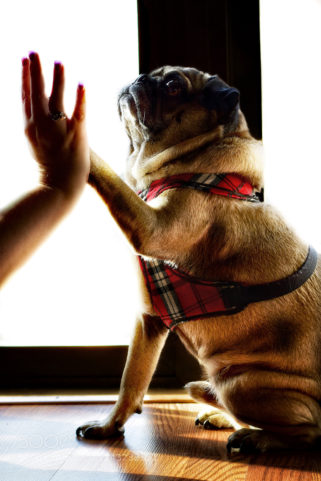 Nikon D5600 sample photo. High five! photography