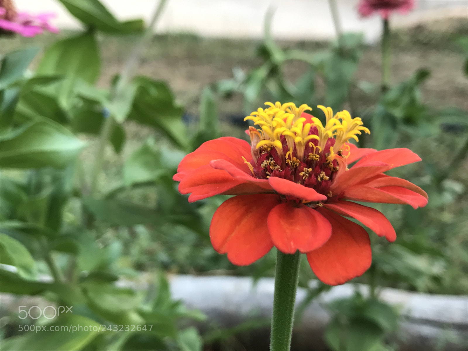 Apple iPhone 7 sample photo. Untitled photography