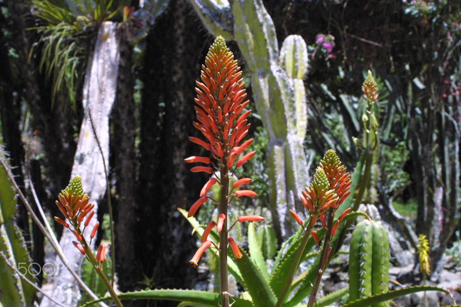 Canon EF 28-80mm f/3.5-5.6 sample photo. Vivid garden photography