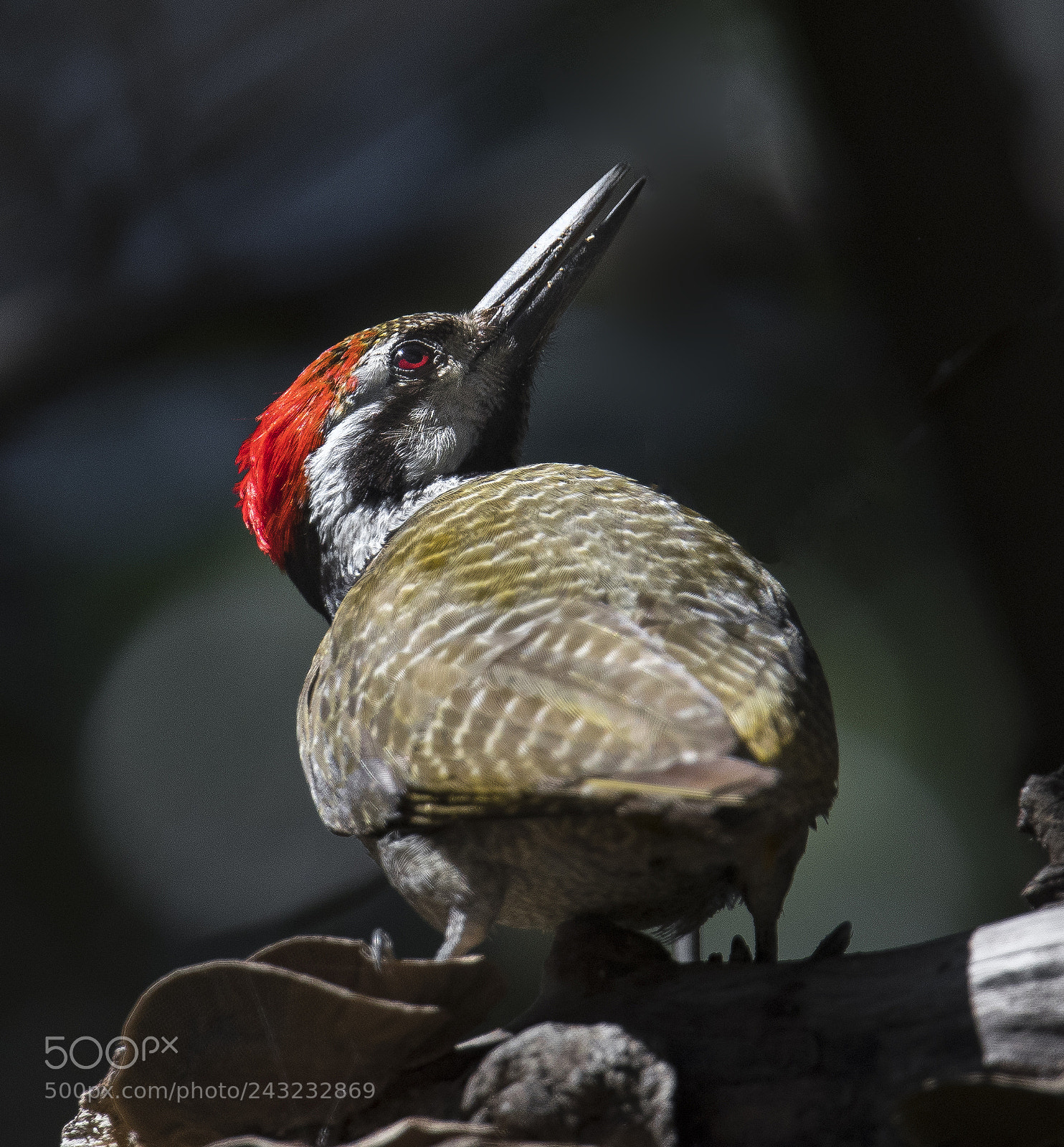 Nikon D500 sample photo. Bearded woodpecker photography