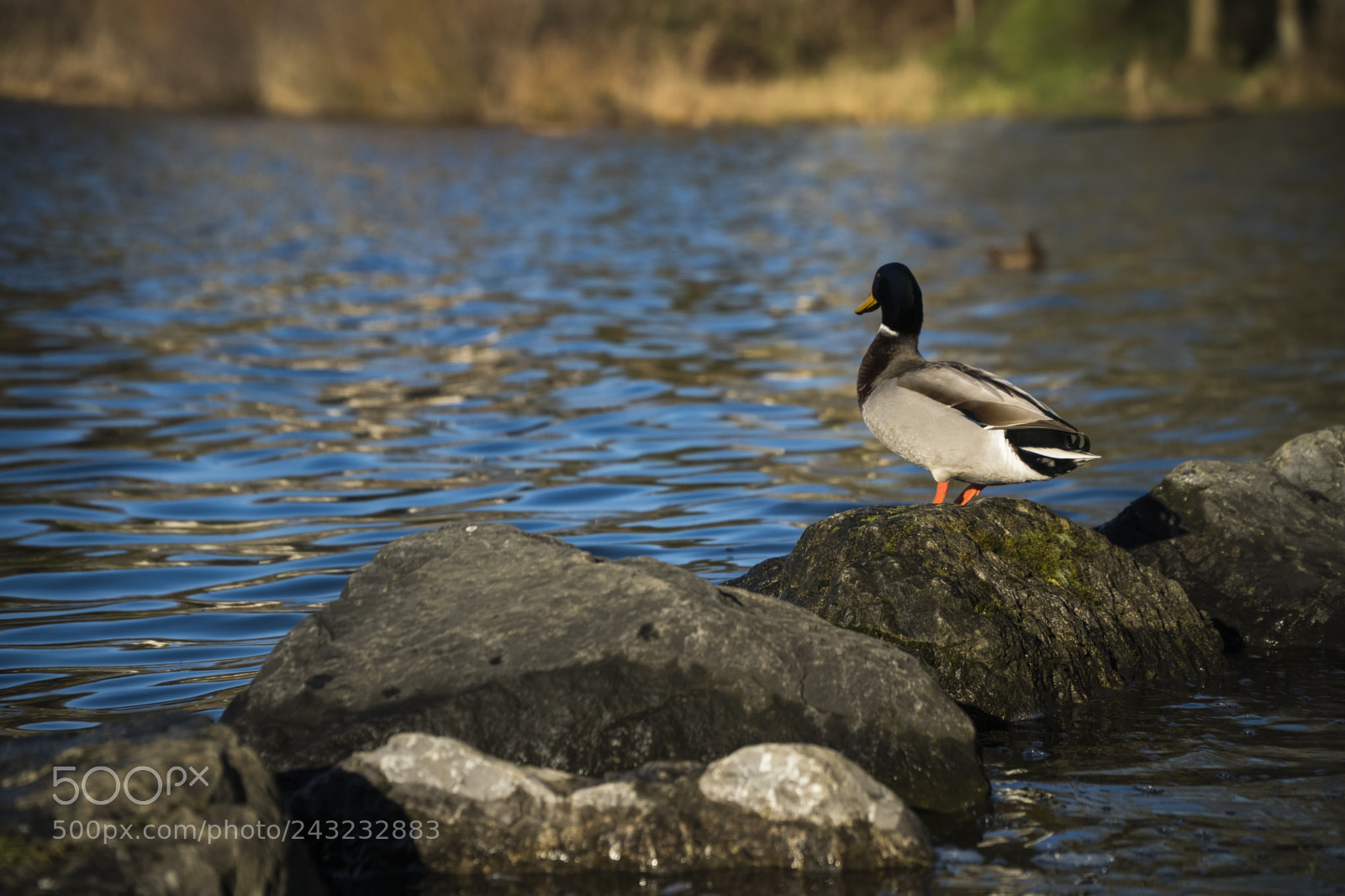 Sony a6300 sample photo. Hi duck photography