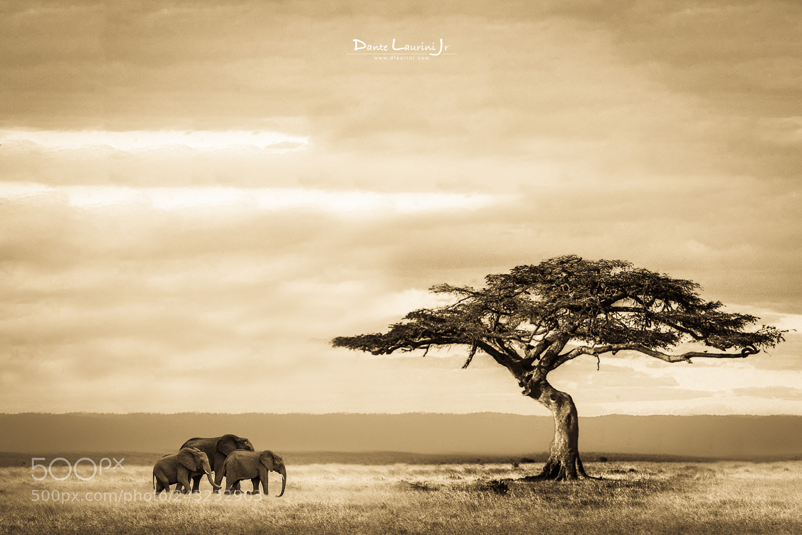 Nikon D800 sample photo. Africam savannah photography
