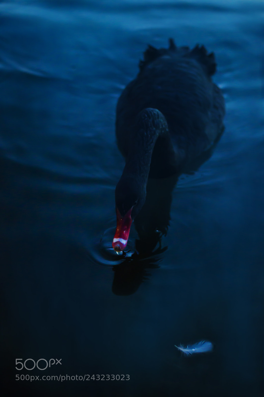 Nikon D3200 sample photo. Dramatic portrait of black photography