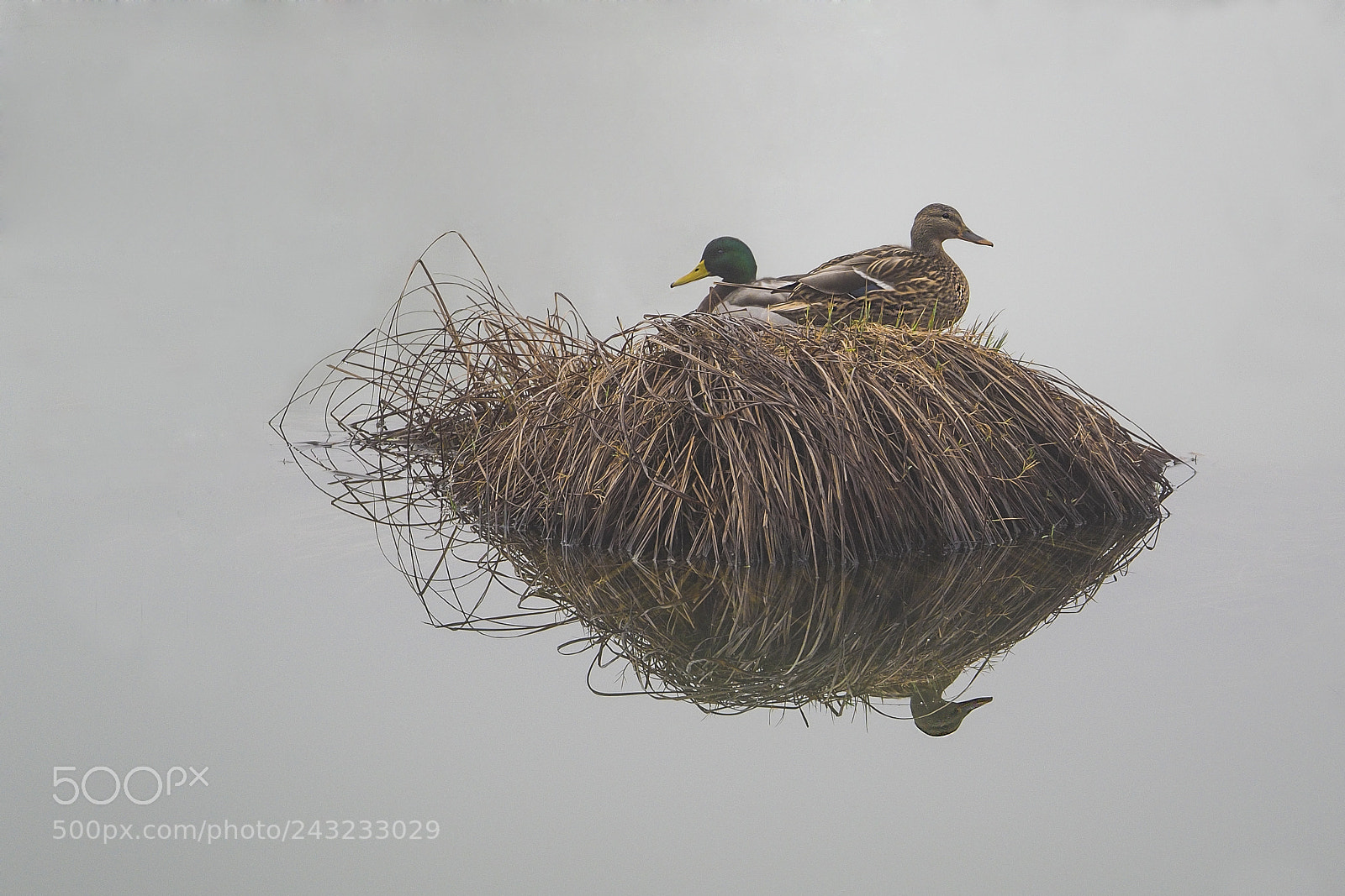 Olympus OM-D E-M1 sample photo. Wild ducks photography