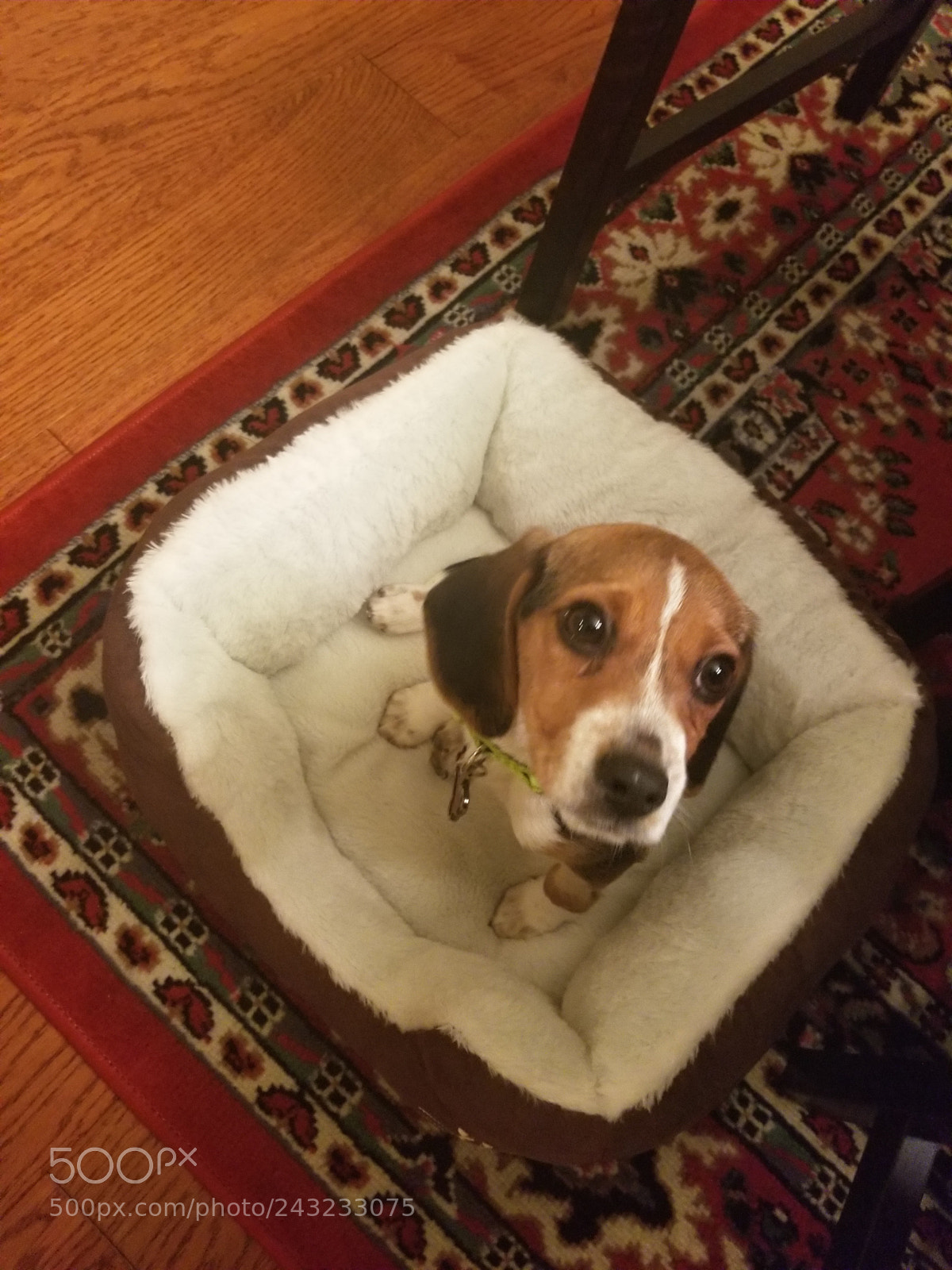 Samsung Galaxy S8 sample photo. Beagle love photography