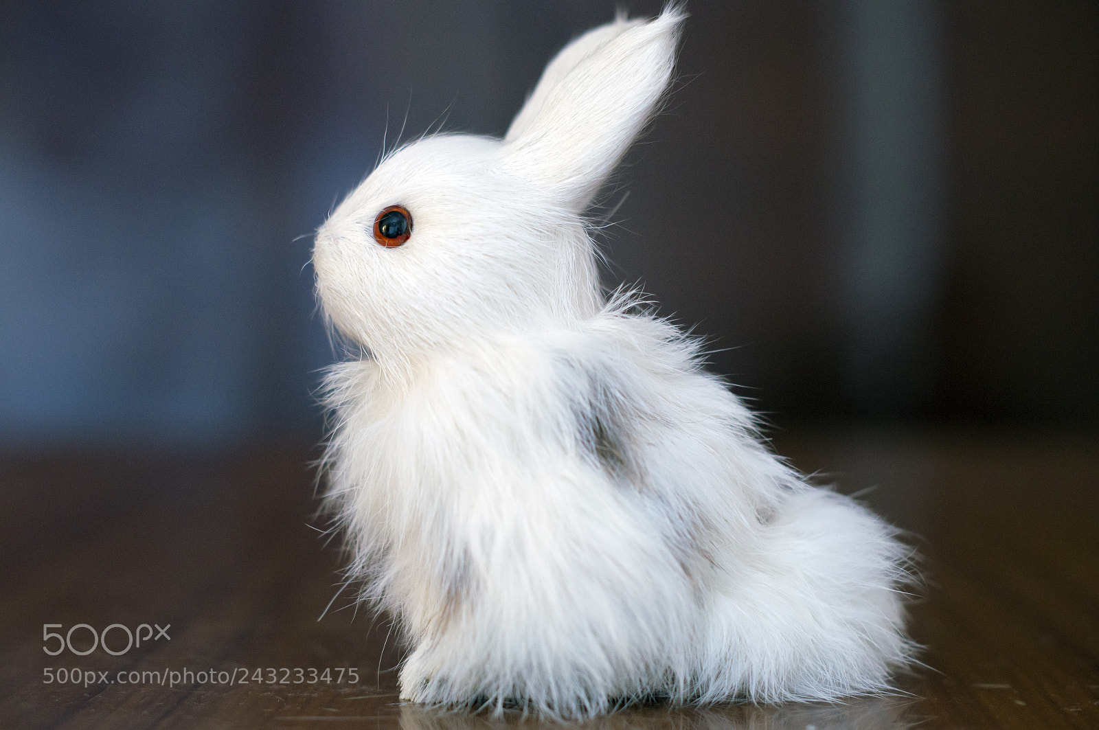 Sony SLT-A57 sample photo. Bunny photography
