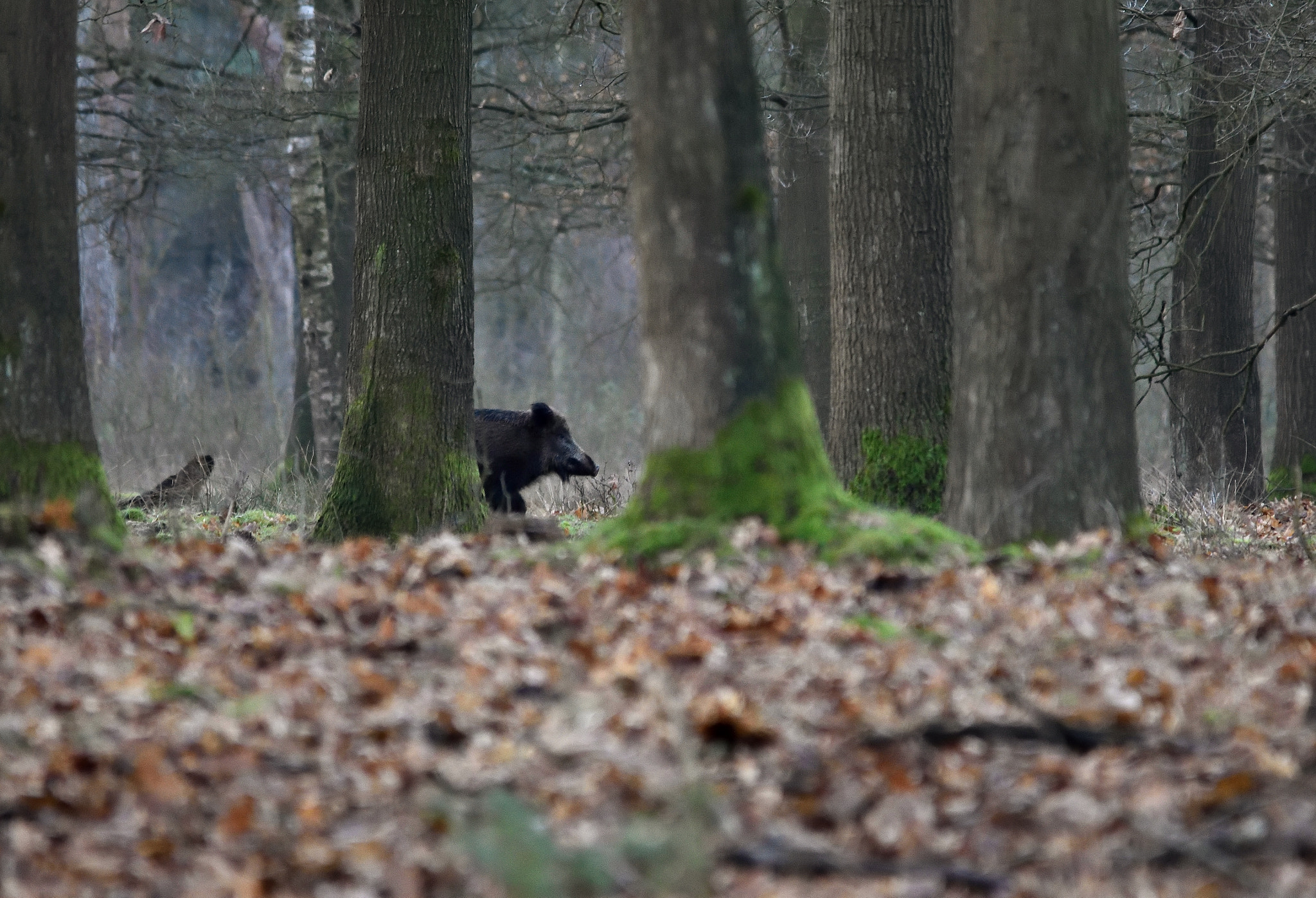 Sigma 150-500mm F5-6.3 DG OS HSM sample photo. Sus scrofa photography