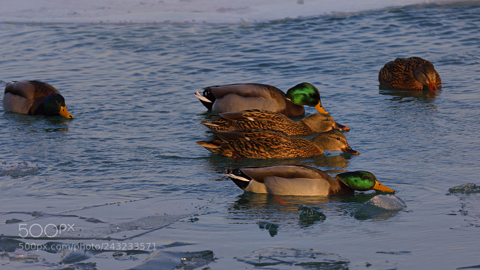 Nikon D7200 sample photo. Synchronized drinking photography