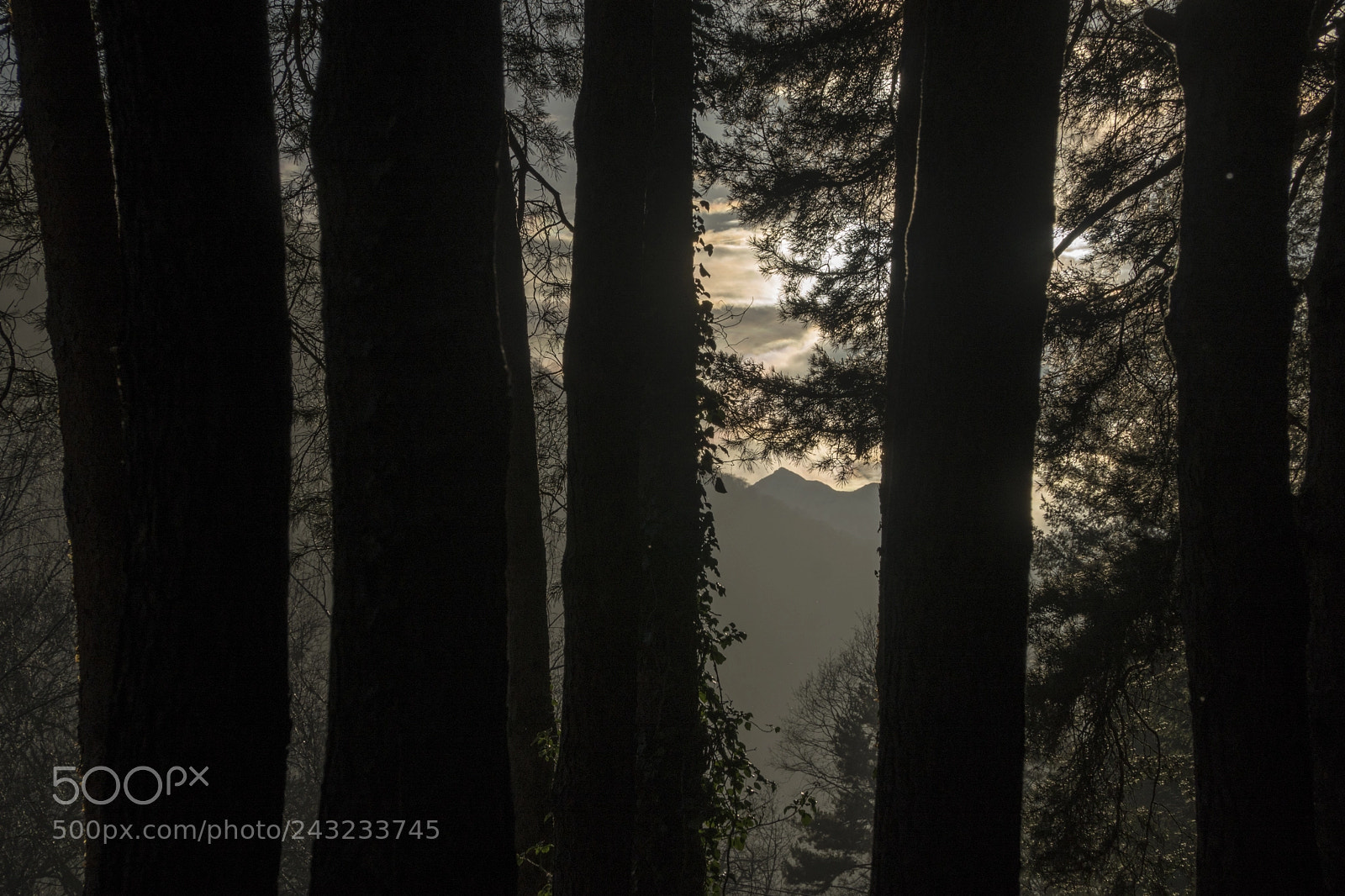 Sony a6300 sample photo. Between the trees photography