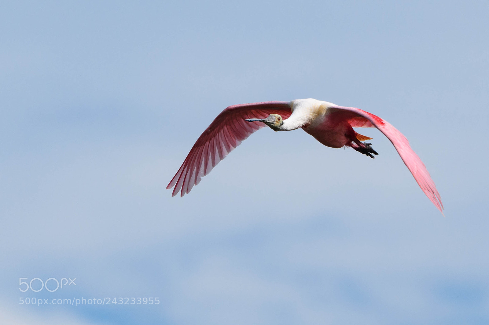 Nikon D500 sample photo. Roseate spoonbill in flight photography