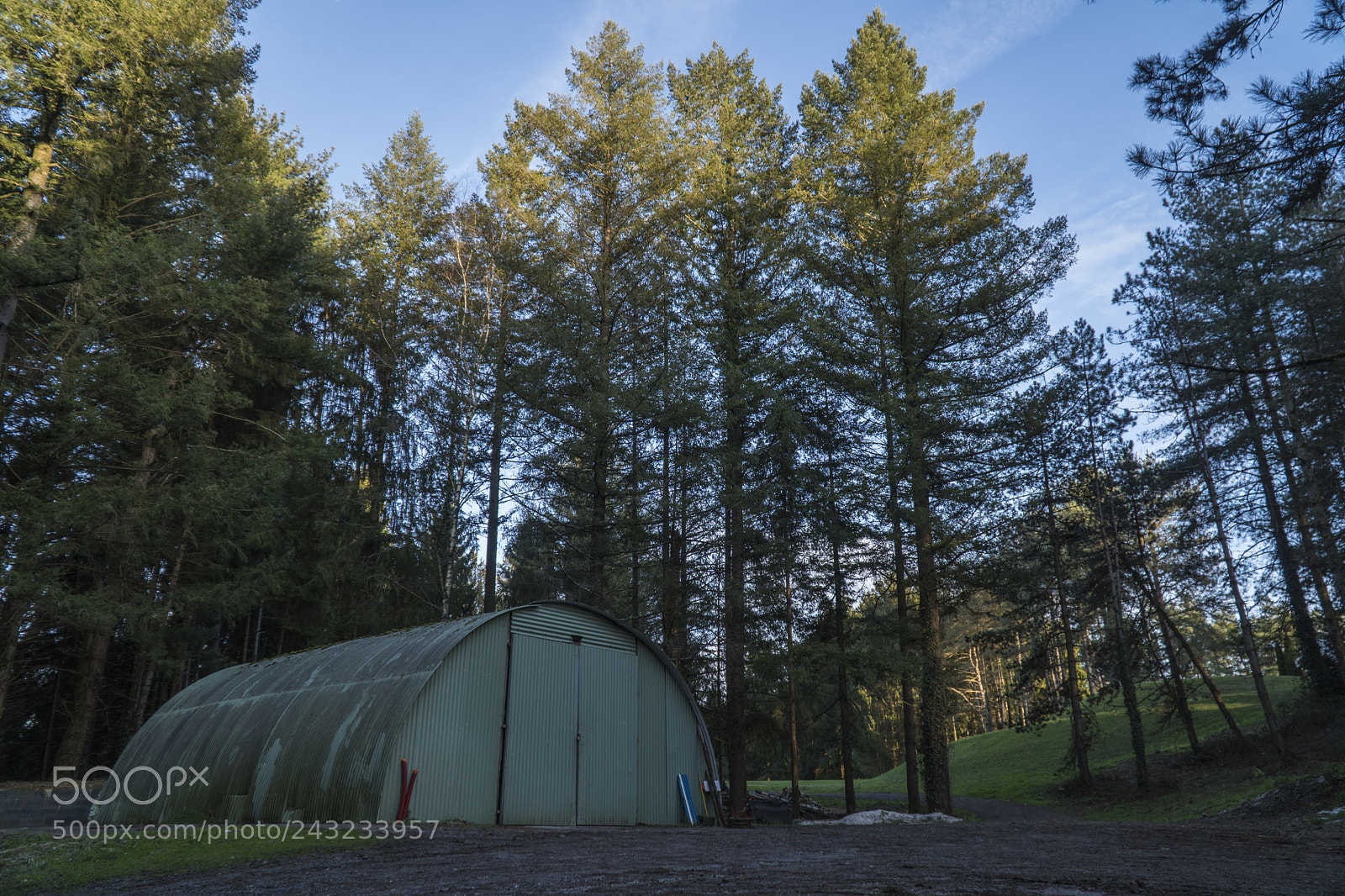 Sony a6300 sample photo. Lost in the pines photography