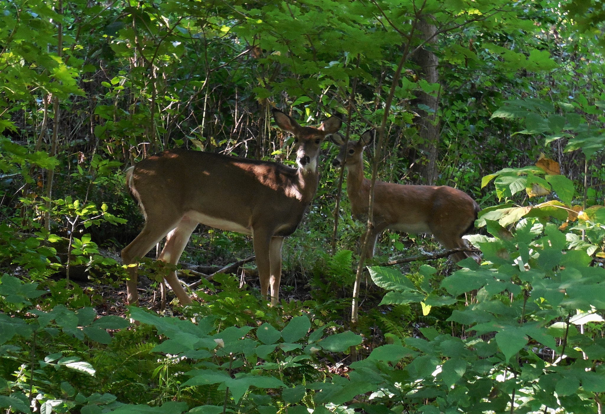 Nikon Coolpix S6500 sample photo. Doe photography