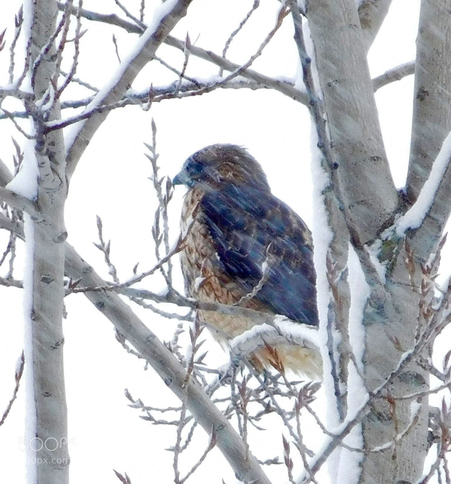 Nikon Coolpix L840 sample photo. Idaho snowbird photography
