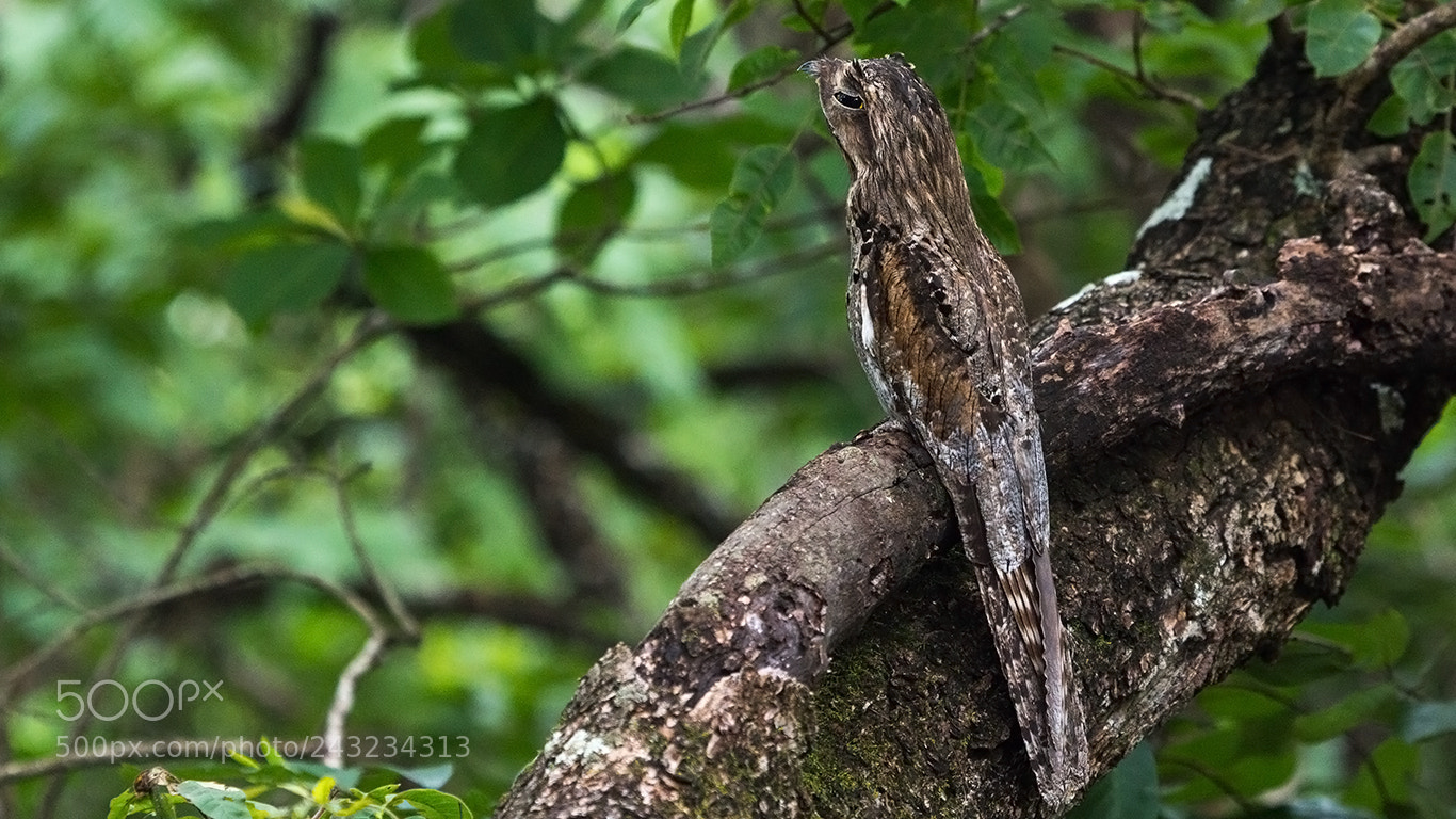 Canon EOS 60D sample photo. Common potoo photography