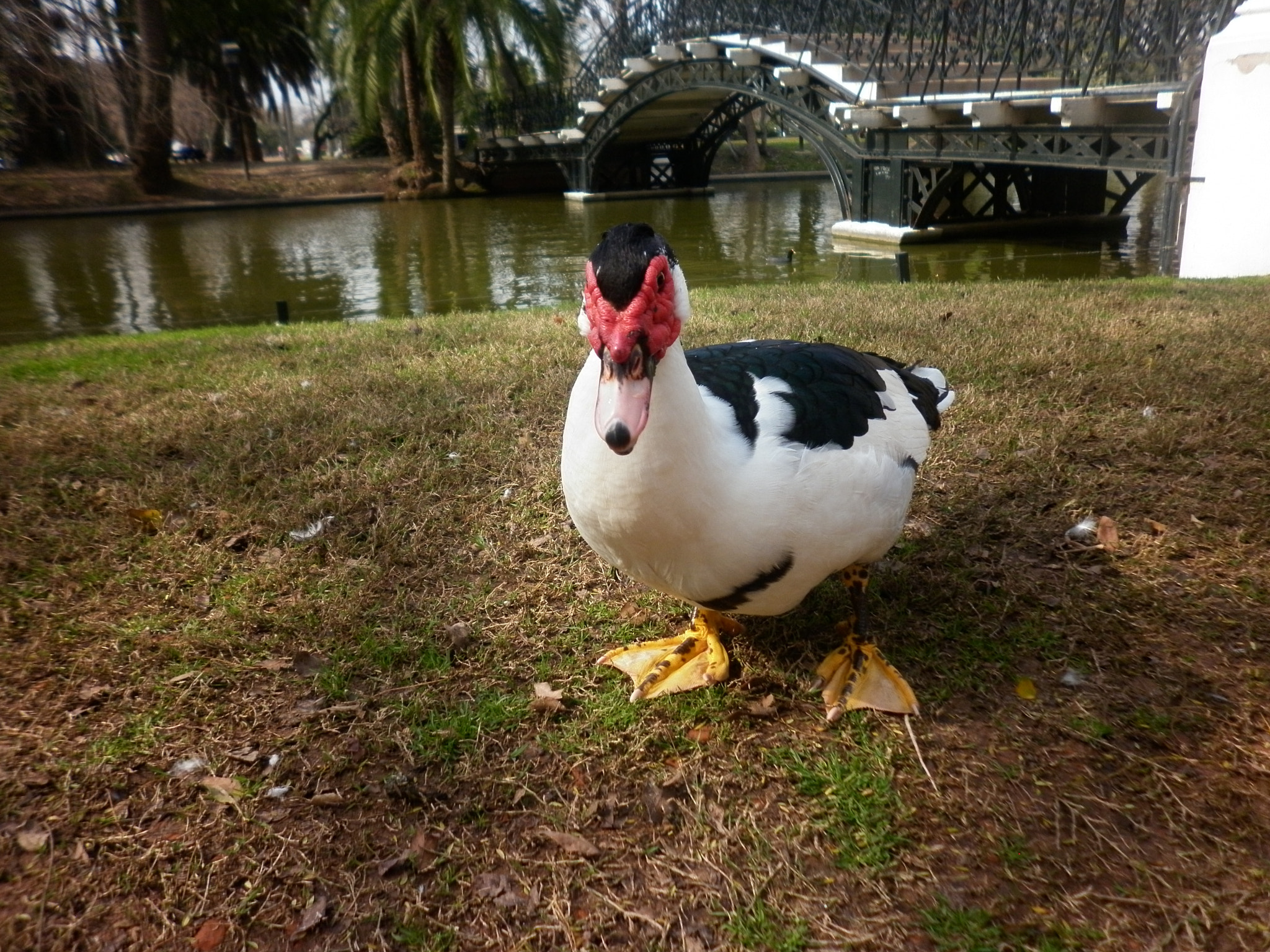 Panasonic DMC-F3 sample photo. Pato en bosques de palermo photography